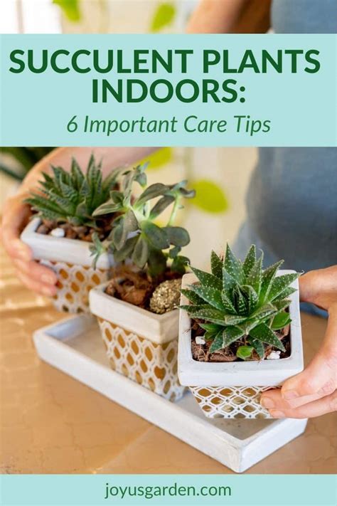 indoor succulent plant care guide